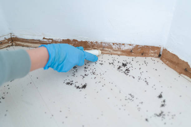 Best Cockroach Control Services  in Fort Lee, NJ